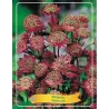 Astrantija - Astrantia major RED