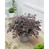 Astilbė - Astilbe x thunbergii CHOCOLATE SHOGUN ®