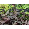 Astilbė - Astilbe x thunbergii CHOCOLATE SHOGUN ®