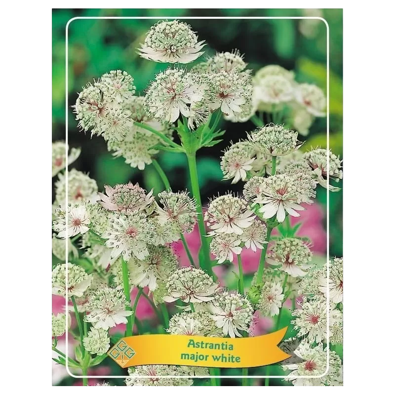 Astrantia major WHITE