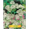 Astrantija - Astrantia major WHITE