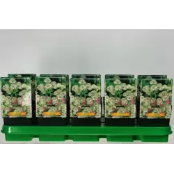 Astrantia major WHITE