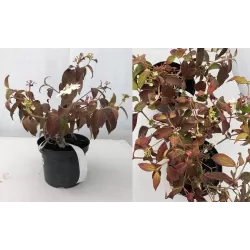 Raukšlėtasis putinas - Viburnum plicatum WATANABE