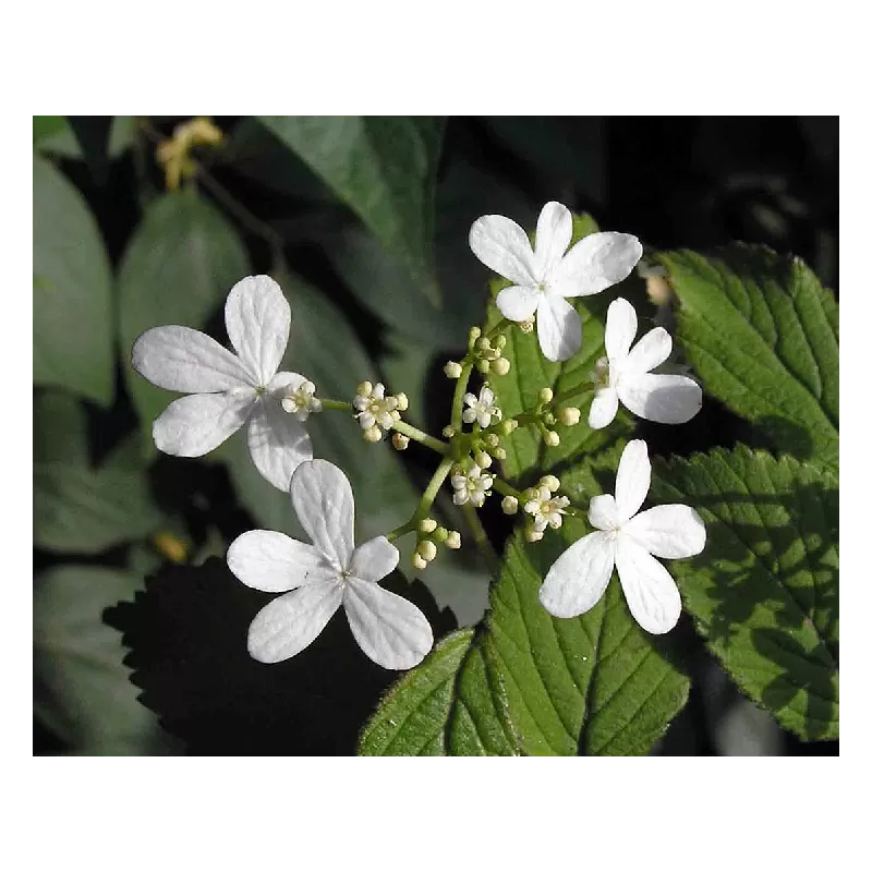 Viburnum plicatum WATANABE