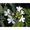 Raukšlėtasis putinas - Viburnum plicatum WATANABE