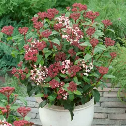 Viburnum tinus GWENLLIAN