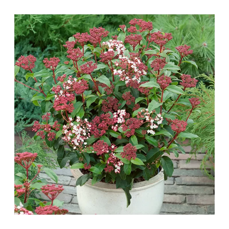 Viburnum tinus GWENLLIAN