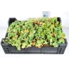Alchemilla mollis