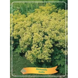 Alchemilla mollis