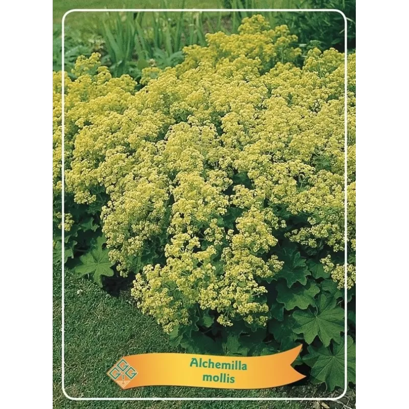 Rasakila (raskila) - Alchemilla mollis