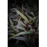 ALPINIA LUTEOCARPA
