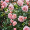 Rožė - Rosa LAIMANT