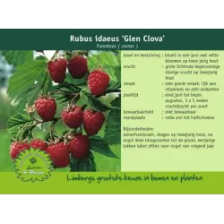 Vasarinė avietė - Rubus idaeus 'Glen Clova' C3 pP19 60-80CM