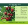 Vasarinė avietė - Rubus idaeus 'Glen Clova' C3 pP19 60-80CM