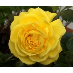 Rožė - Rosa GUY'S GOLD