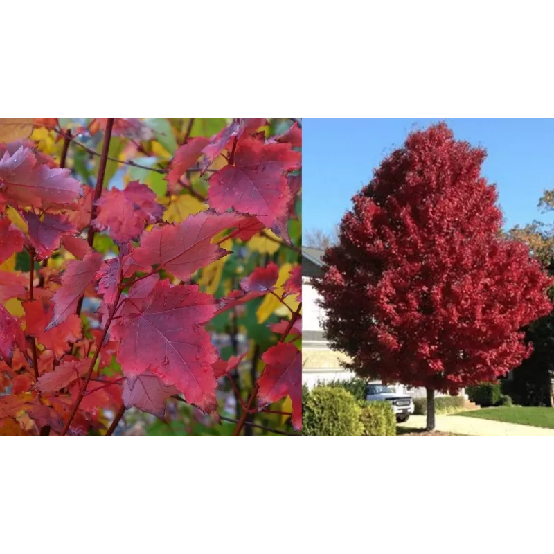 Raudonasis klevas - Acer rubrum BRANDYWINE