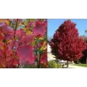 Raudonasis klevas - Acer rubrum BRANDYWINE