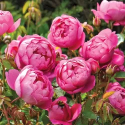 Rožė - Rosa ROYAL JUBILEE ®