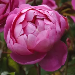 Rosa ROYAL JUBILEE ®