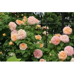 Rosa ALCHYMIST ®