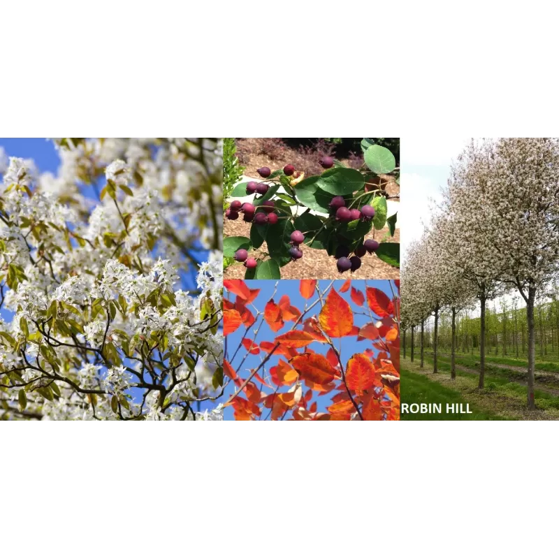 Amelanchier arborea ROBIN HILL skiepyta P13.7x13.7C3 20-50CM