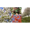 Aukštoji medlieva - Amelanchier arborea ROBIN HILL