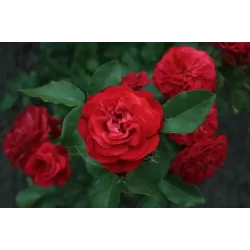 Rožių krūmai internetu su pristatymu į namus