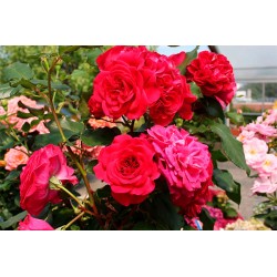 Rožė - Rosa ROUGE MEILOVE