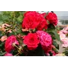 Rožė - Rosa ROUGE MEILOVE