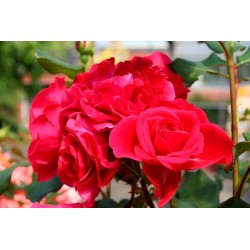 Rožė - Rosa ROUGE MEILOVE