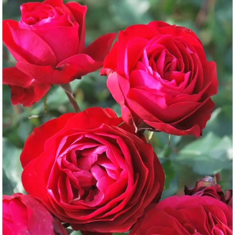 Rožių krūmai internetu su pristatymu į namus