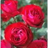 Rožių krūmai internetu su pristatymu į namus