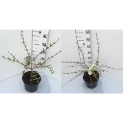 Raukšlėtasis putinas - Viburnum plicatum Mariesii