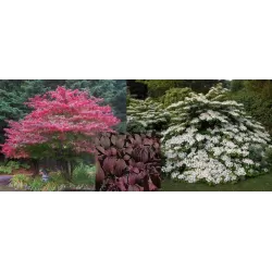 Raukšlėtasis putinas - Viburnum plicatum MARIESII