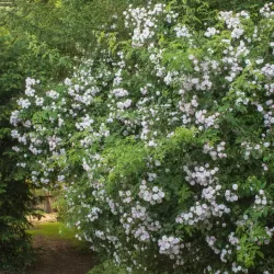 Rožė - Rosa PAULS HIMALAYAN MUSK