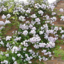 Rožė - Rosa PAULS HIMALAYAN MUSK