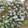 Rožė - Rosa PAULS HIMALAYAN MUSK
