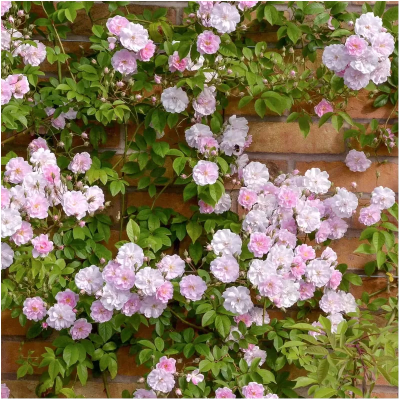 Rožė - Rosa PAULS HIMALAYAN MUSK