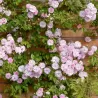 Rožė - Rosa PAULS HIMALAYAN MUSK