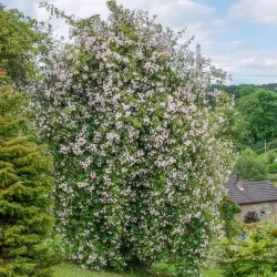 Rožė - Rosa PAULS HIMALAYAN MUSK