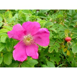 Raukšlėtasis erškėtis hibridas (neinvaznis, raudonžiedis) - Rosa rugosa RUBRA