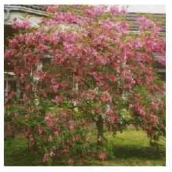 Rausvažiedė robinija - Robinia margaretta PINK CASCADE