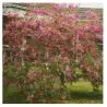 Robinija (rausvažiedė, svyranti) - Robinia margaretta Casque Rouge