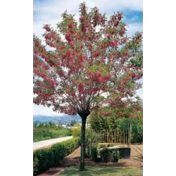 Robinija (rausvažiedė, svyranti) - Robinia margaretta Casque Rouge