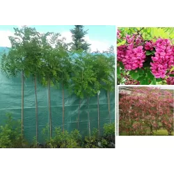 Rausvažiedė robinija - Robinia margaretta PINK CASCADE
