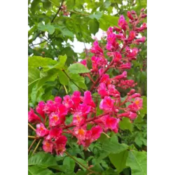Rausvažiedis kaštonas - Aesculus carnea BRIOTII