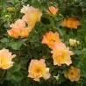 Rosa MORDEN SUNRISE