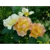 Rožė - Rosa MORDEN SUNRISE