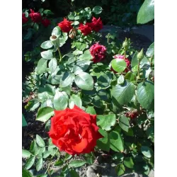 Rožių sodinukai internetu - Mildred Scheel (Deep Secret)