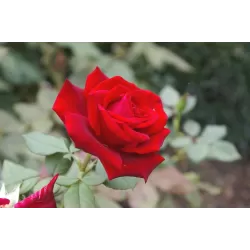 Rožių sodinukai internetu - Mildred Scheel (Deep Secret)